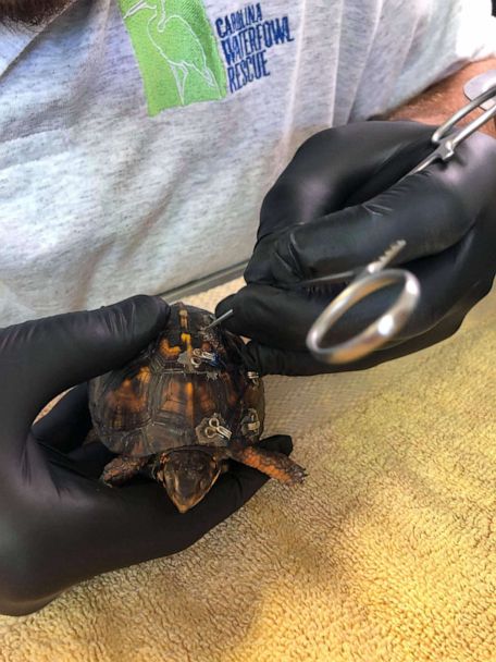 Wildlife Organization Uses Old Bra Hooks to Rehabilitate Turtles