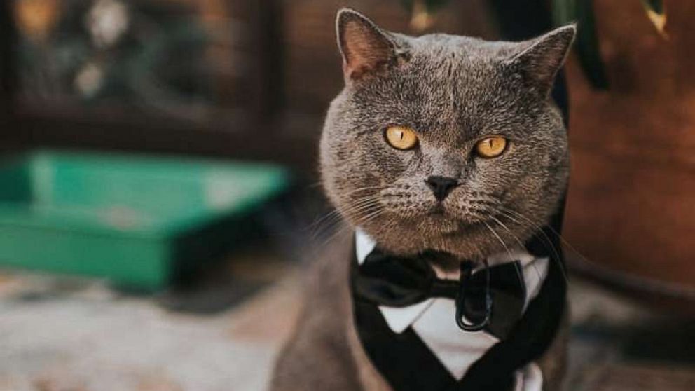 PHOTO: cat groomsman wedding Prince Michael