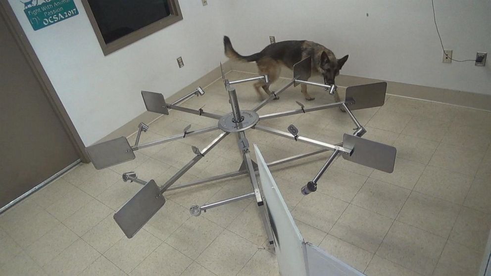 PHOTO: A dog sniffs for cancer at the Penn Vet Working Dog Center of the University of Pennsylvania in Philadelphia.