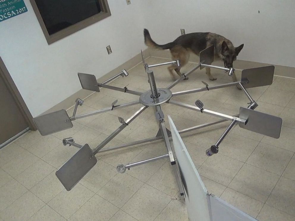 PHOTO: A dog sniffs for cancer at the Penn Vet Working Dog Center of the University of Pennsylvania in Philadelphia.