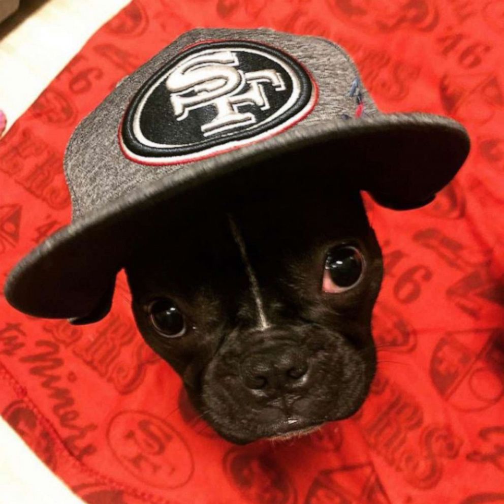 San Francisco 49ers Pet Baseball Hat