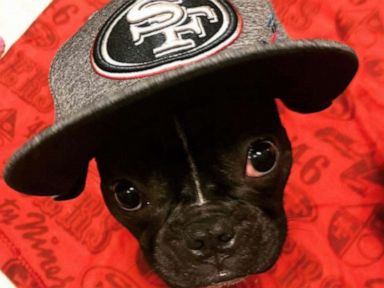 San Francisco 49ers on X: Happy #NationalPuppyDay from Rookie & Zoë!  Share pics of your #K9ers with us 