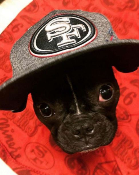 San Francisco 49ers have the NFL's 1st-ever support dog, and she's too cute  - Good Morning America