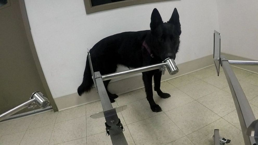 PHOTO: Ivey, a 2-year-old German Shepherd, trains at the Penn Vet Working Dog Center of the University of Pennsylvania in Philadelphia.