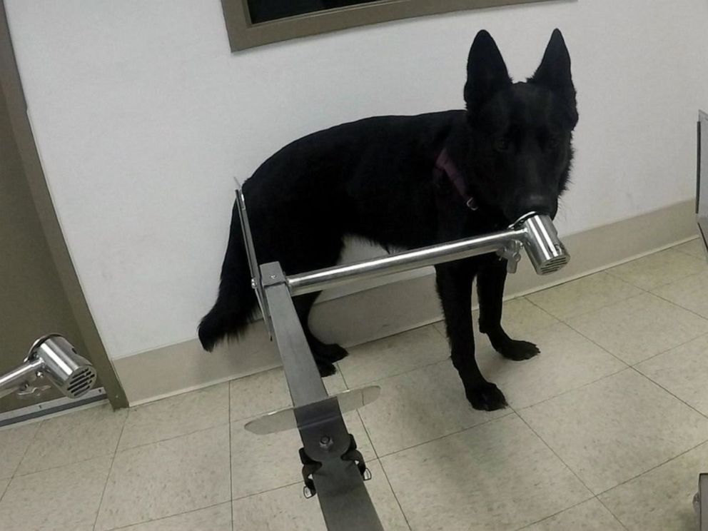 PHOTO: Ivey, a 2-year-old German Shepherd, trains at the Penn Vet Working Dog Center of the University of Pennsylvania in Philadelphia.