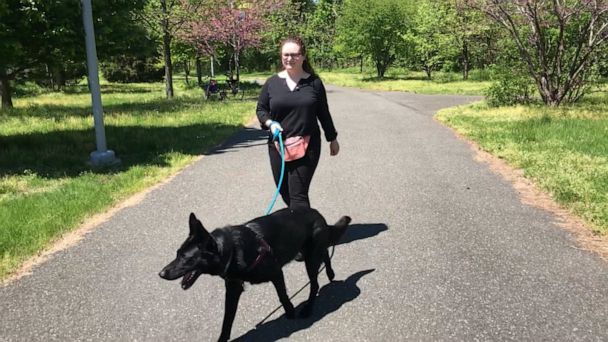 Woman S Foster Dog Has A Part Time Job Learning To Sniff Out Cancer Gma