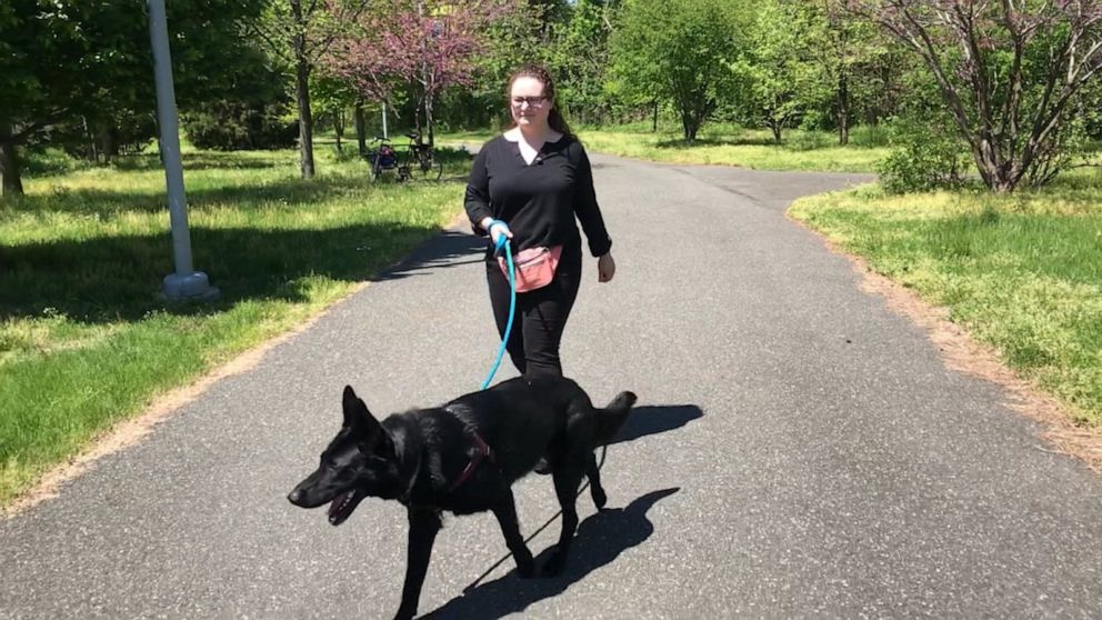 VIDEO: Woman's foster dog has a part-time job learning to sniff out cancer