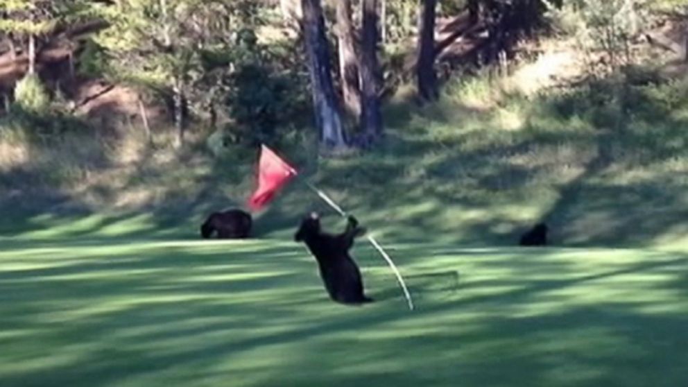 Bear Cubs Golf Balls