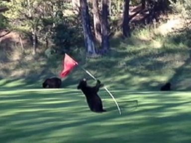 VIDEO: The bear was spotted busting a move at the 15th hole on a golf course in Vancouver.