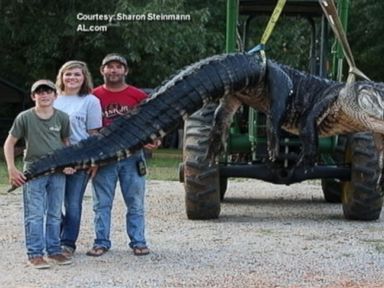 VIDEO: It took five members of the Stokes family 10 hours to catch the 15-foot alligator.