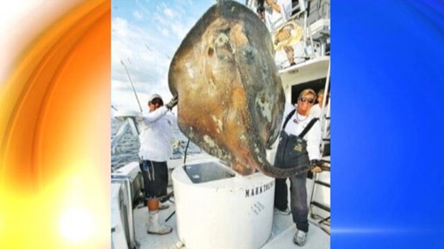 VIDEO: Fisherman hooked an 800-pound skate but released it back into the ocean.