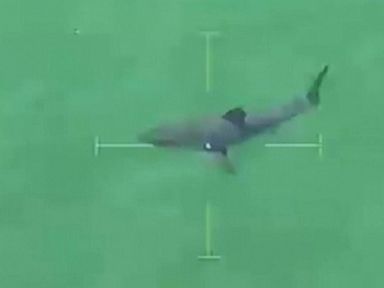 VIDEO: Swimmers at Duxbury Beach in Massachusetts took to writing in sand after facing a shark scare.