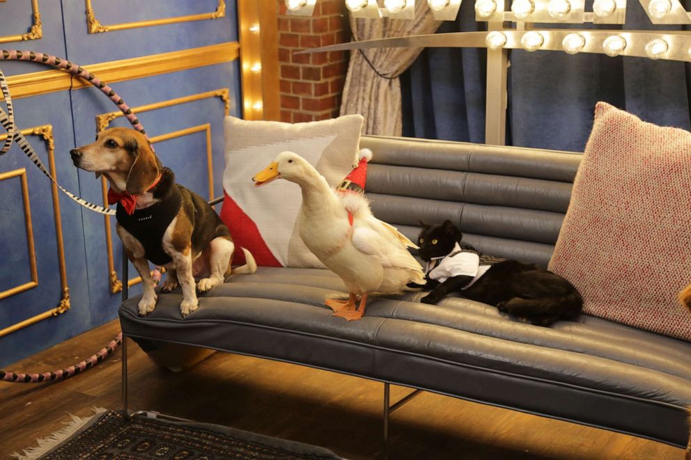 PHOTO: Buddy the Beagle along with two other pet nominees appear on "Good Morning America" Pet of the Year Awards.