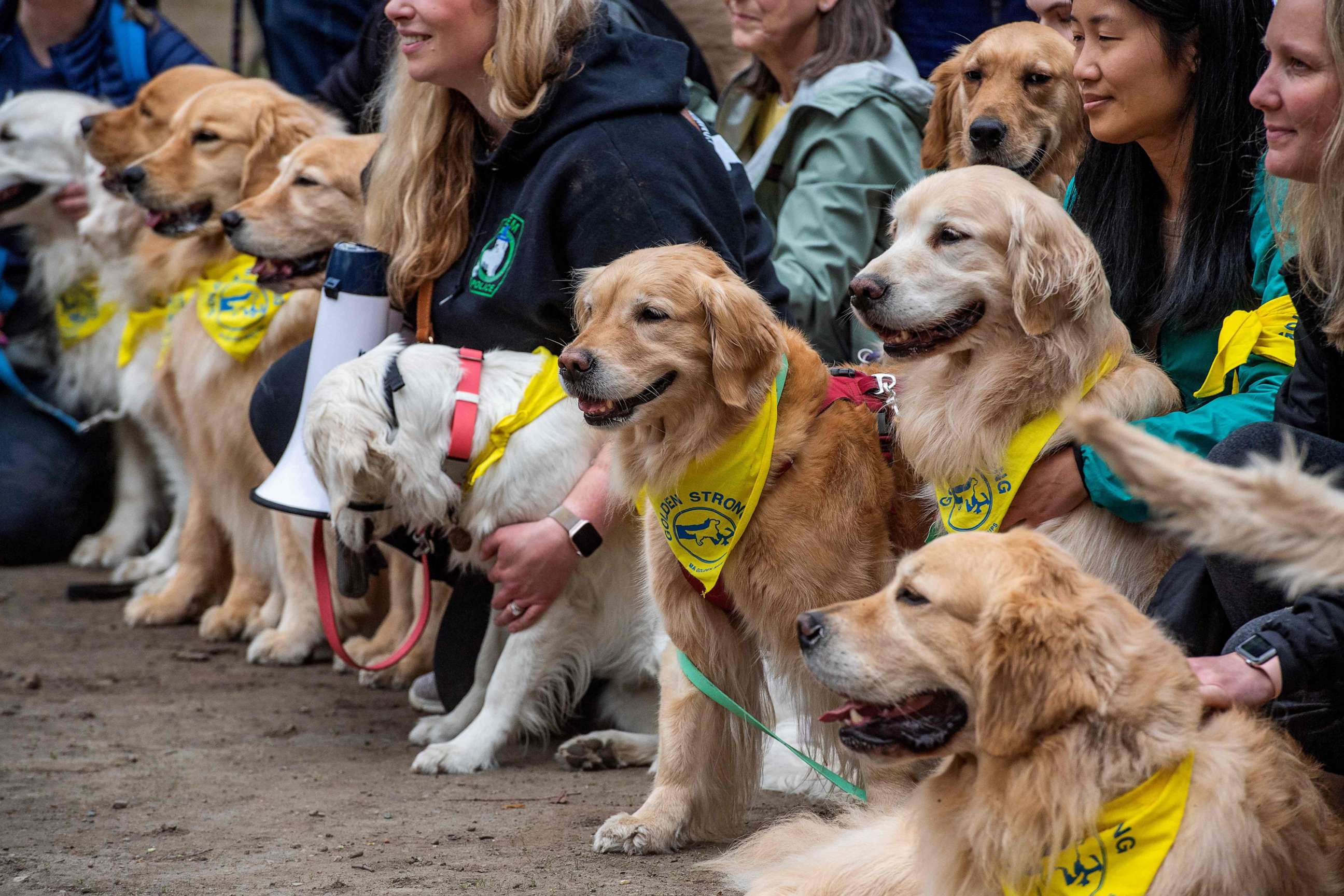 PHOTO: Dozens of golden retrievers gather with their owners, and some other breeds, to pose for photos and play together in Boston, April 16, 2023.