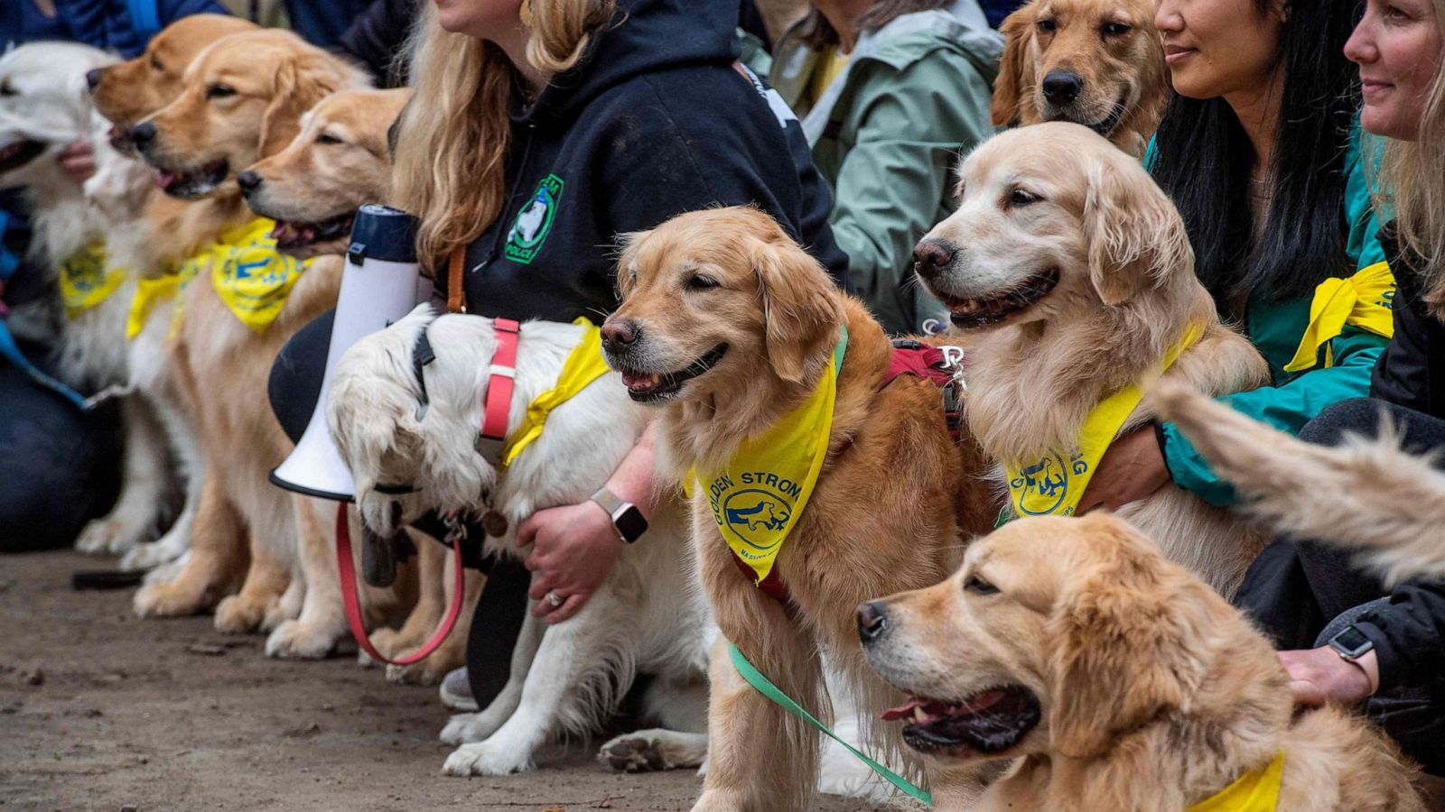 PHOTO: Dozens of golden retrievers gather with their owners, and some other breeds, to pose for photos and play together in Boston, April 16, 2023.