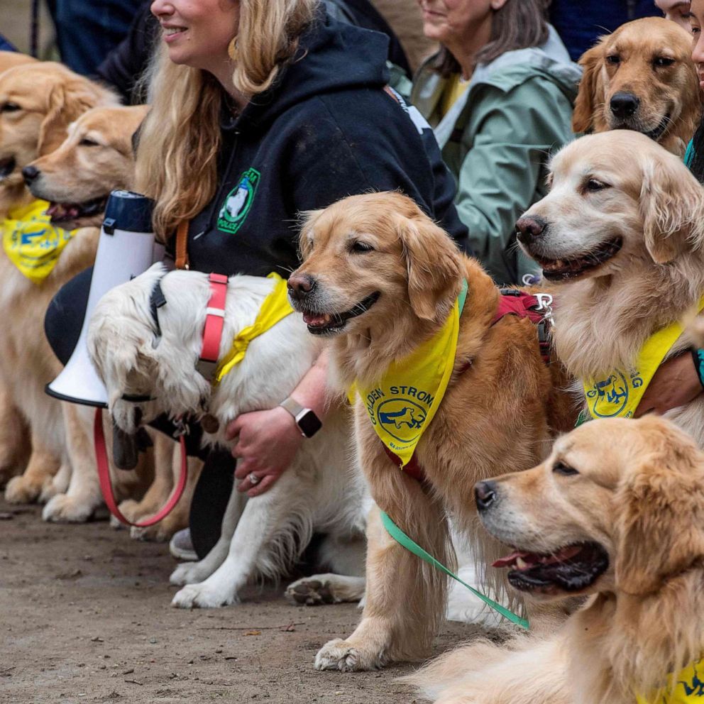 VIDEO: Golden retrievers gather at Boston Marathon finish line to honor beloved therapy dogs