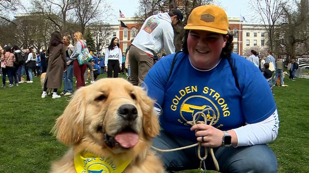 PHOTO: Golden retrievers and their owners gathered at Boston Common on April 14, 2024 for a “Golden Strong” meetup held in honor of the late Boston Marathon dog Spencer and his late canine sister Penny.