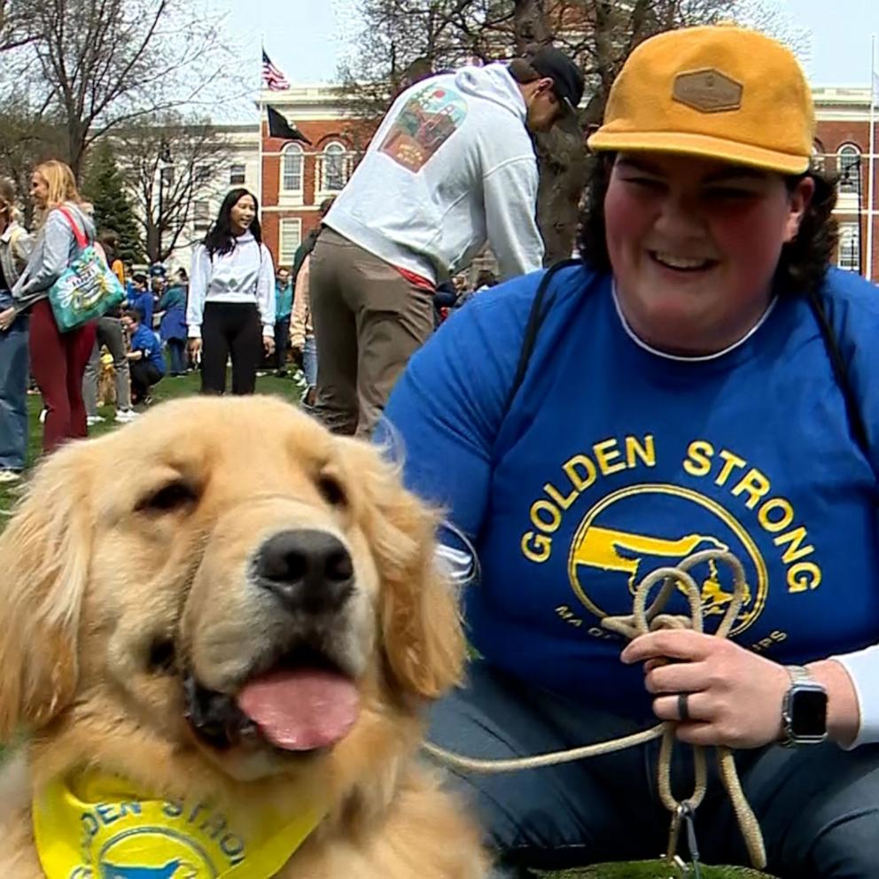 VIDEO: Golden retrievers meet up ahead of 2024 Boston Marathon to honor late marathon dog 