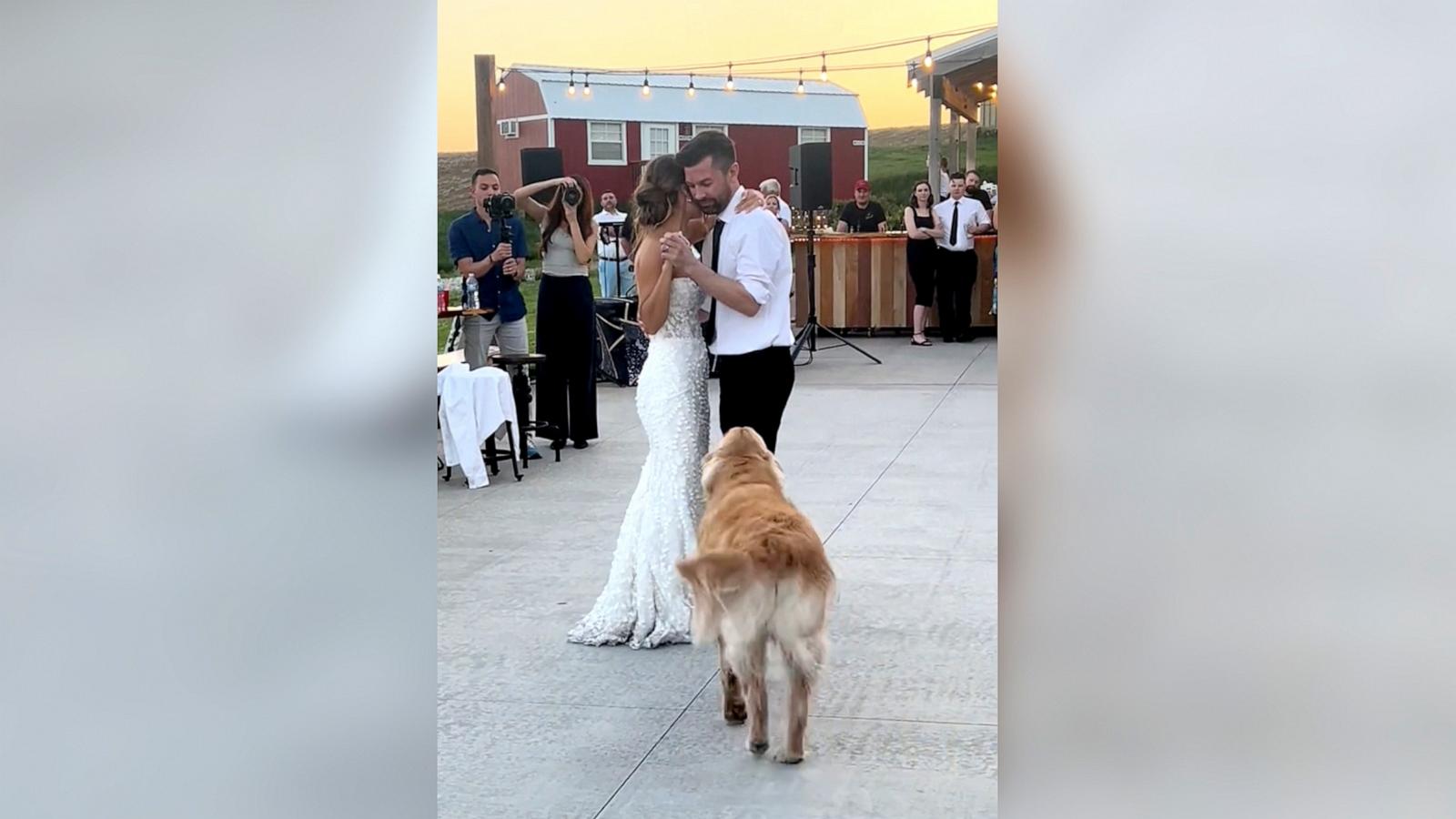 PHOTO: Wrigley the golden retriever stole the show at his parents’ Annie and Thomas Tews wedding.