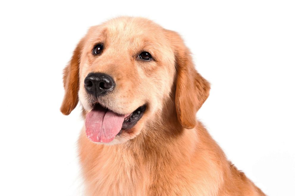 PHOTO: Golden retrievers are No. 3 on the AKC's most popular dog breeds of 2018.