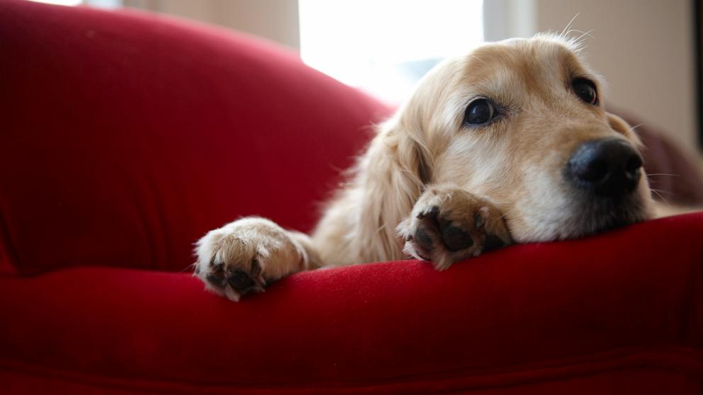 I veterinari avvertono di un aumento dei casi di una misteriosa malattia dei cani
