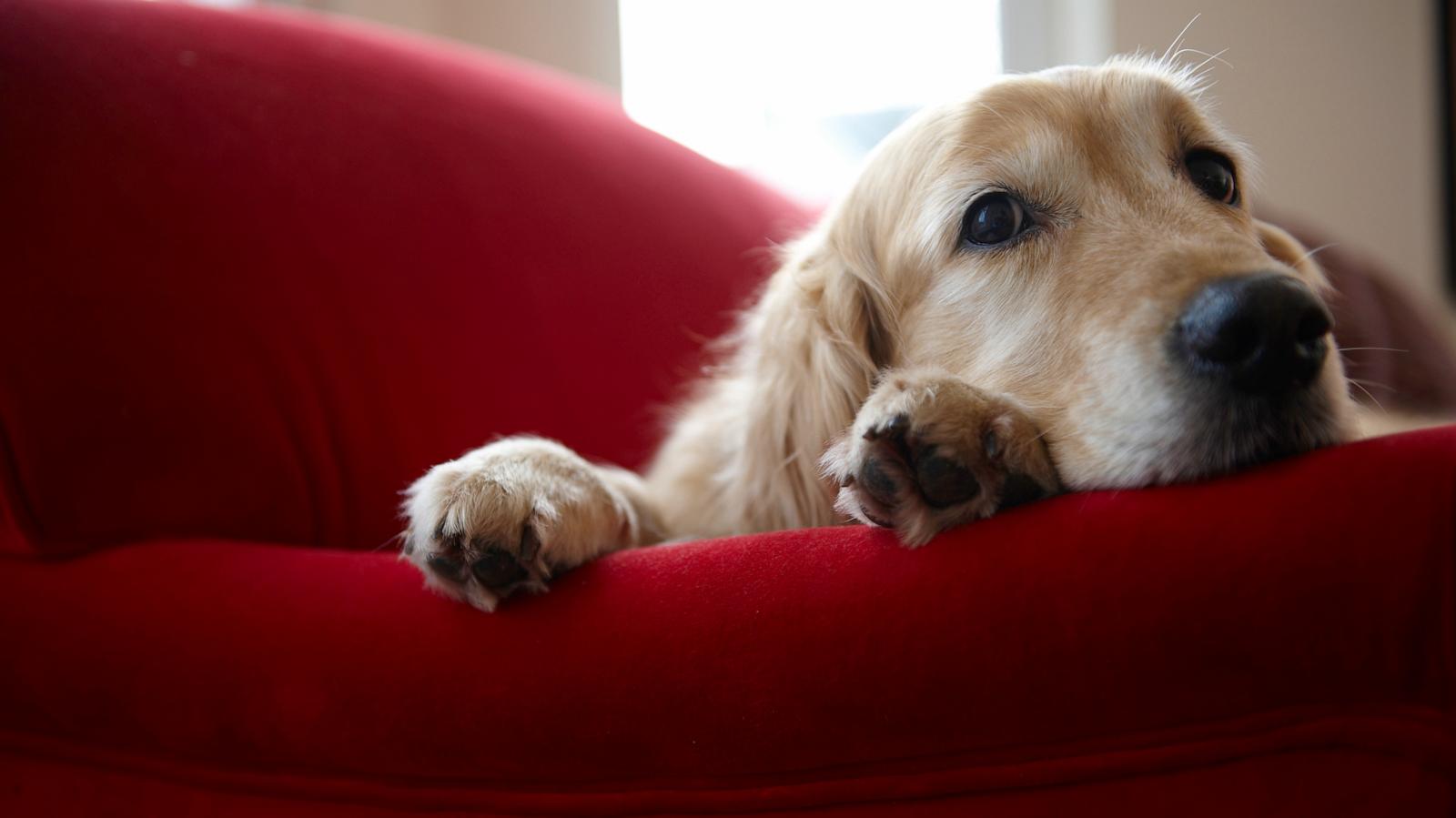 PHOTO: In an undated stock photo, a golden retreiver is seen laying on a red couch.