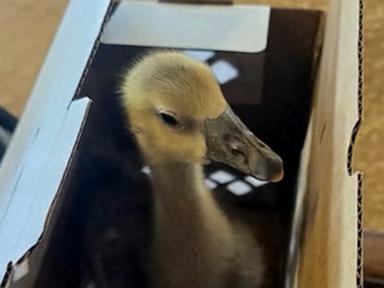 WATCH: Heroic goose saves family from fire