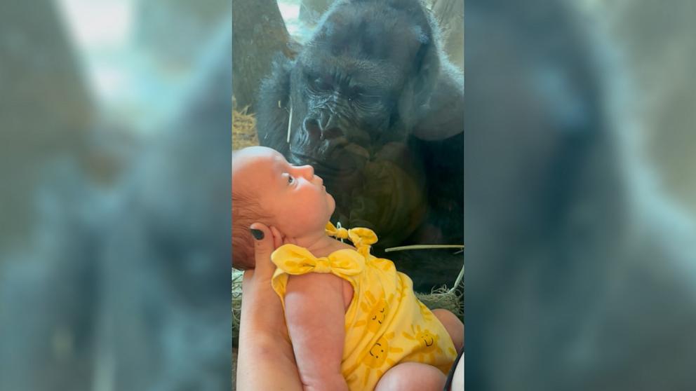 PHOTO: A gorilla at the Columbus Zoo in Ohio makes what appears to be a kissing gesture to a newborn baby.