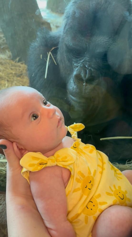 PHOTO: A gorilla at the Columbus Zoo in Ohio makes what appears to be a kissing gesture to a newborn baby.