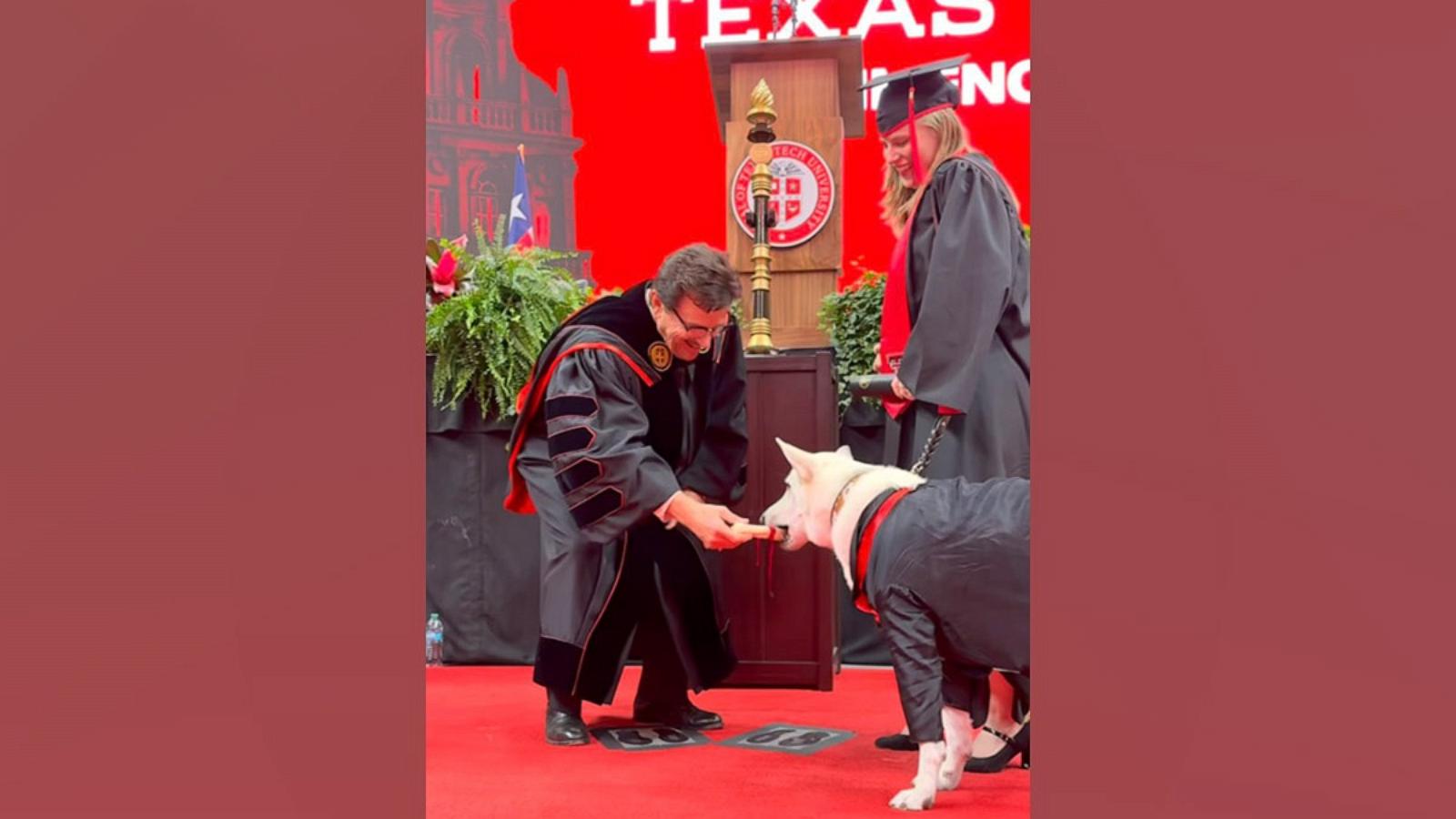PHOTO: Makaela Muse graduated from Texas Tech University on May 16, 2026, and received her bachelor’s degree, while her service dog Sadie also received a “dogploma.”