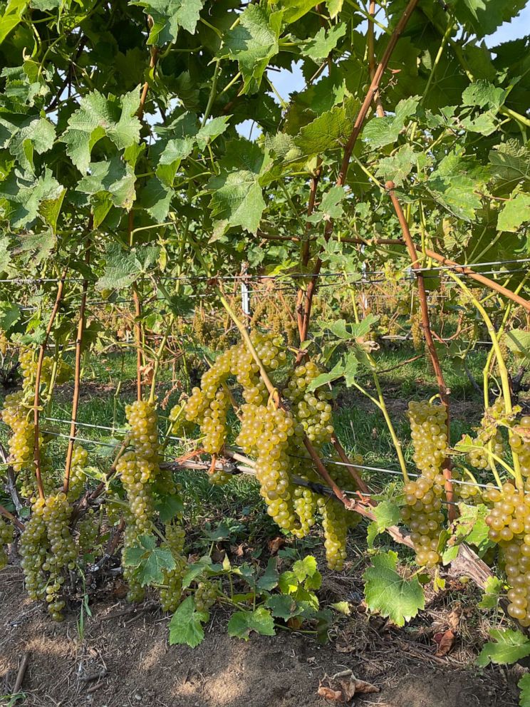 PHOTO: Vidal blanc grapes at Vignoble Coteau Rougemont vineyard.
