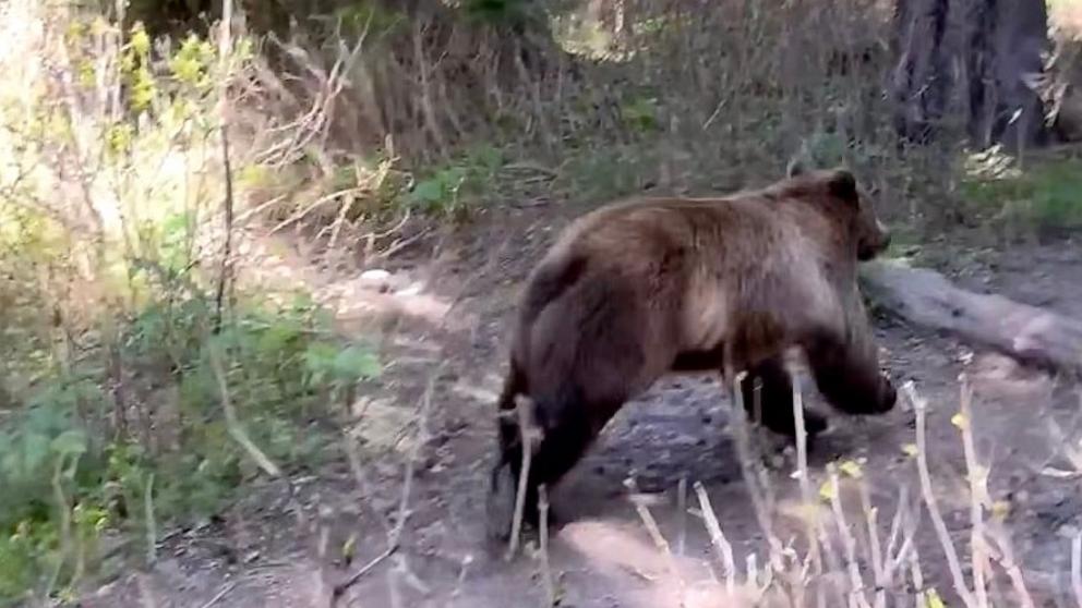PHOTO: Alyssa Olsen and Mason Van Zeeland captured an encounter with grizzly bears in Glacier National Park on camera.