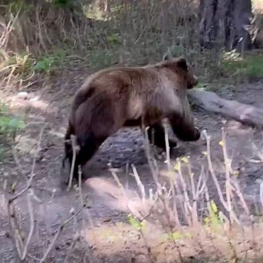 PHOTO: Alyssa Olsen and Mason Van Zeeland captured an encounter with grizzly bears in Glacier National Park on camera.