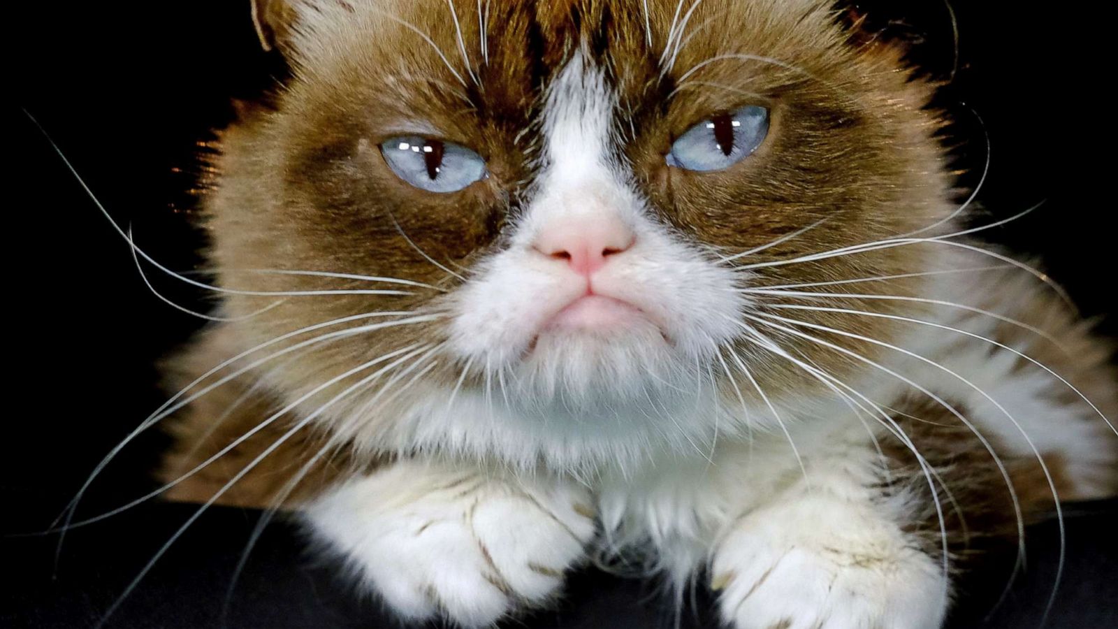 PHOTO: Grumpy Cat poses for a photo in Los Angeles, Dec. 1, 2015. Grumpy Cat, whose sour puss became an internet sensation, has died at age 7, according to her owners.