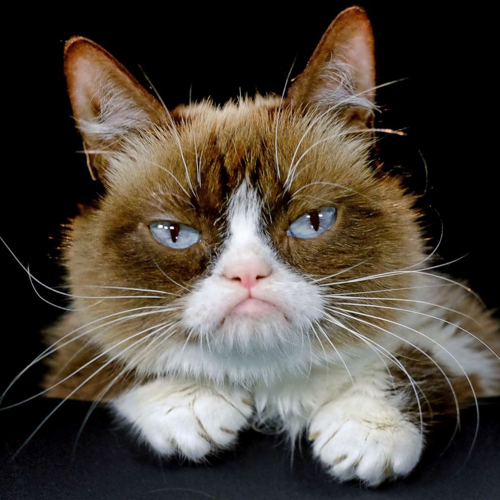 VIDEO: Internet sensation Grumpy Cat has died at age 7 