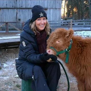 PHOTO: "Good Morning America's" Lara Spencer with Hamish, an 8-week-old calf Scottish Highland calf and the newest celebrity at Nashville Zoo.