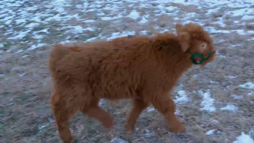 PHOTO: Hamish, an 8-week-old calf Scottish Highland calf, is the newest celebrity at Nashville Zoo.