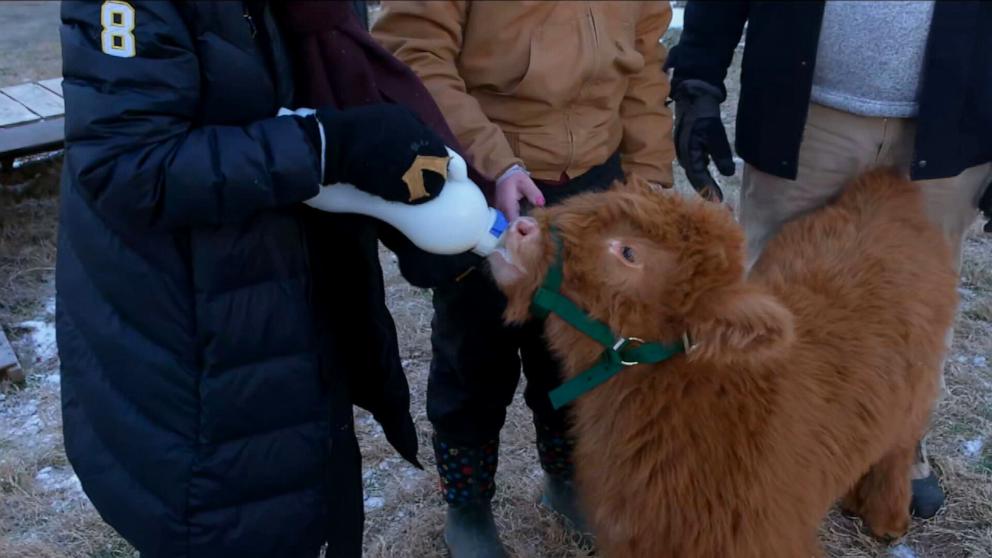 PHOTO: Hamish, an 8-week-old calf Scottish Highland calf, is the newest celebrity at Nashville Zoo.