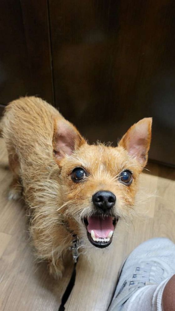 PHOTO: Oscar also has a new furry sibling, Harry, a terrier-Chihuahua mix who was also adopted.
