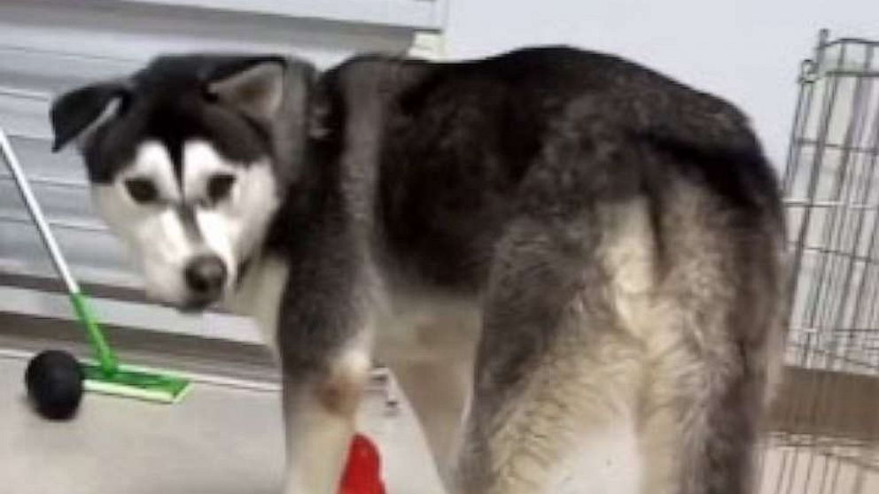 PHOTO: Harvey the husky was living in a San Diego animal shelter for about six months before he was adopted by Sherry Lankston.