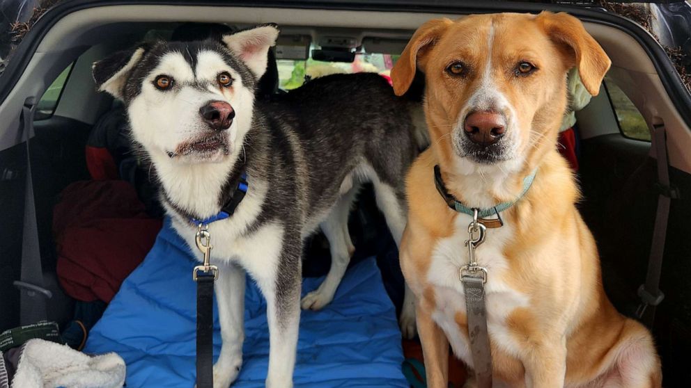 PHOTO: Harvey the husky was living in a San Diego animal shelter for about six months before he was adopted by Sherry Lankston. Harvey is pictured here with his new sibling, River, a labrador-border collie mix.