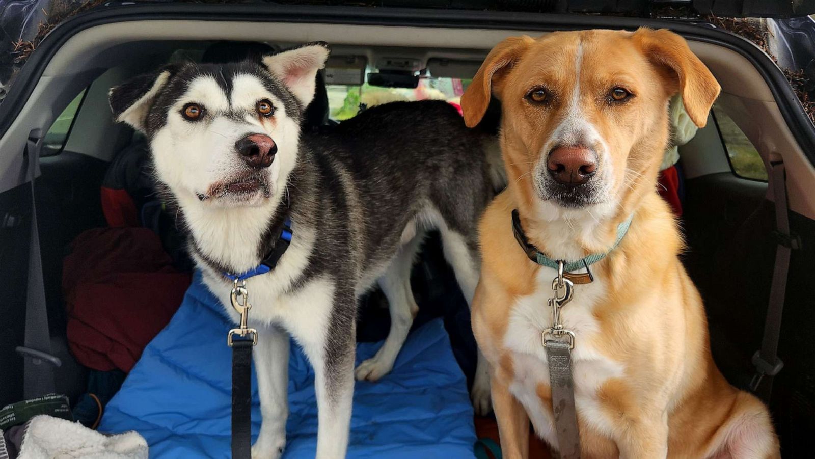 PHOTO: Harvey the husky was living in a San Diego animal shelter for about six months before he was adopted by Sherry Lankston. Harvey is pictured here with his new sibling, River, a labrador-border collie mix.