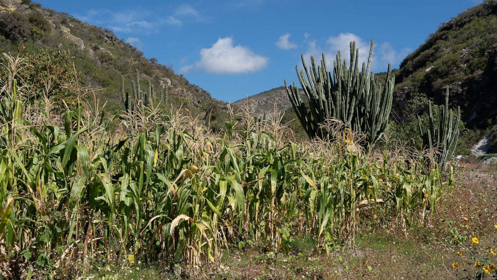 PHOTO: A maize field stands in Oaxaca, Mexico, Nov 12, 2018.