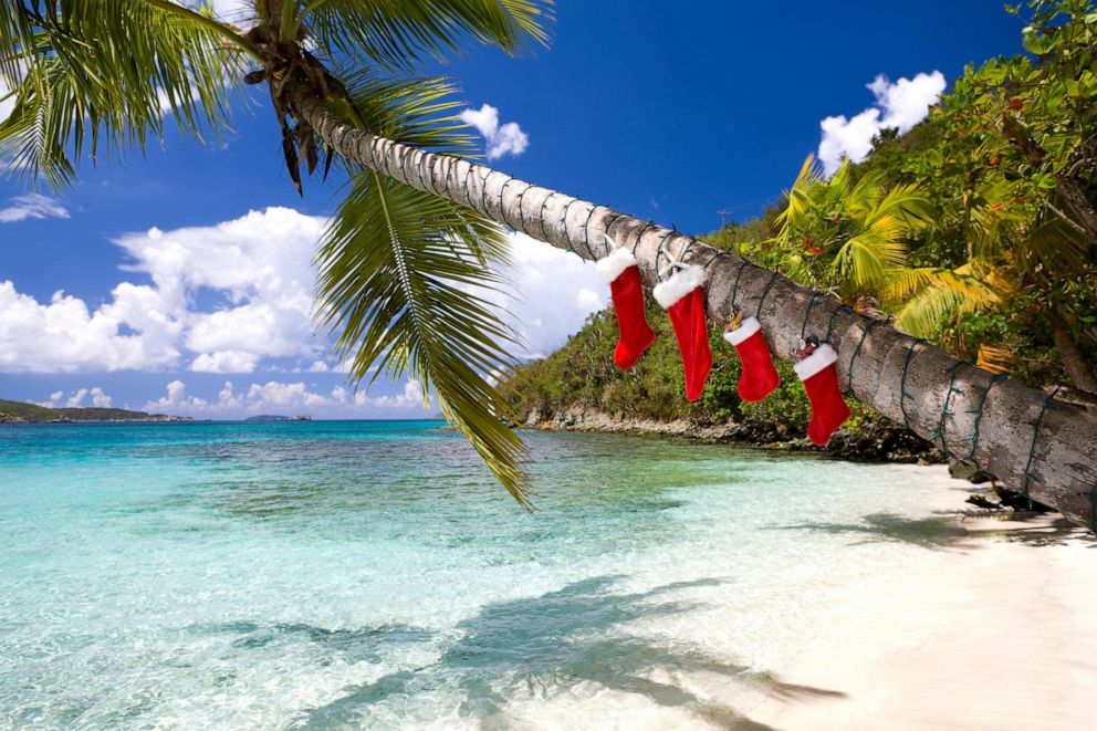 PHOTO: Stock photo of palm trees decorated for Christmas.