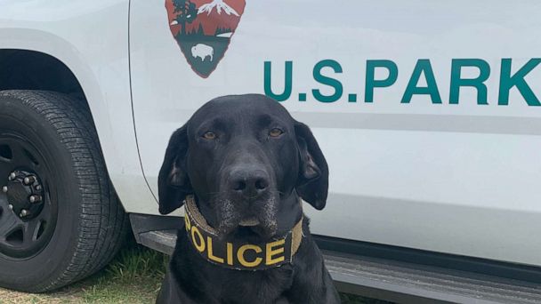 National Park Service honors K-9 officer Boomer after 56 dog years of ...