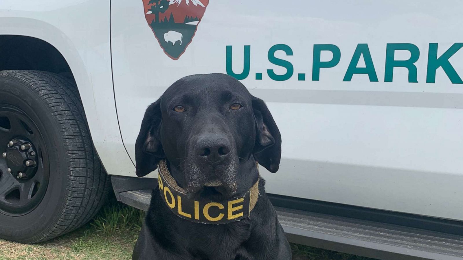 PHOTO: K9 Officer Boomer of Oklahoma's Chickasaw National Recreation Area is gearing up to retire after 56 dog years of service.