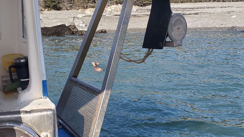 PHOTO:  Commercial fishermen helped rescue a deer about five miles away from shore off the coast of Addison, Maine.
