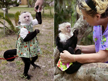 My Monkey Baby Couples Treat Adopted Monkeys As Children Abc News