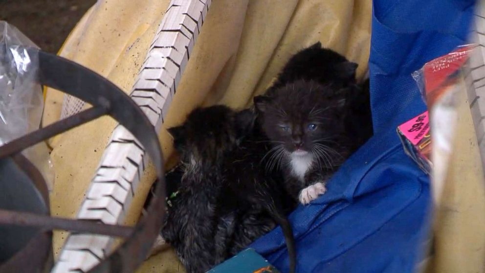 PHOTO: ABC News' Rob Marciano encountered stray kittens stranded in the storm zone following Hurricane Michael in Panama City, Florida.