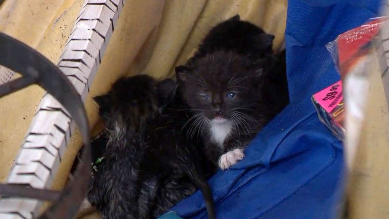 PHOTO: ABC News' Rob Marciano encountered stray kittens stranded in the storm zone following Hurricane Michael in Panama City, Florida.